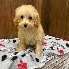 toy poodle puppy stamford
