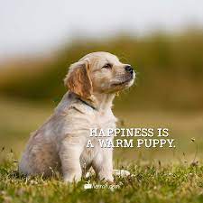 There is no psychiatrist in the world like a puppy licking your face. Llerrahmusic Gmail Com On Twitter Happiness Is A Warm Puppy Pets Pet Dogs Doglovers Ilovedogs Puppy Puppies Puppylovers Quotes Wednesdaywisdom Happiness Happinessquotes Llerrahecards Https T Co Sumjbi5gfw Https T Co Dicayaedwz
