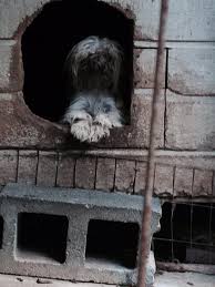    best Stop Puppy Mills images on Pinterest   Puppy mill  Animal     South China Morning Post 