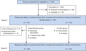 pelvic floor muscles