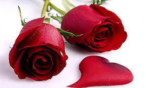 love roses stems bonito hd wallpaper