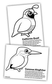 Download free california quail coloring page. Quail And Kingfisher Coloring Pages In Free Downloads Coloring Pages