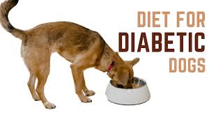 t for dogs with diabetes what to