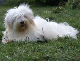 For 20 years, coton doux has been standing out by its expertise and. Coton De Tulear Dog Characteristics Origin Temperament Lifespan