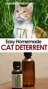 easy homemade cat deter