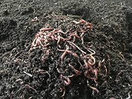 *currently out of stock* red wigglers are excellent composting worms that eat as much as half of their body weight in organic material every day. Amazon Com Red Wiggler Worms