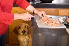 10 homemade en dog food recipes