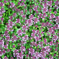 thymus purple carpet jackson perkins