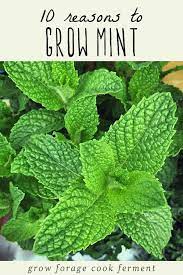 10 Reasons To Grow Mint Without Fear