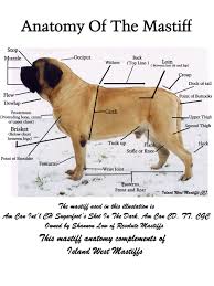 Exhaustive Mastiff Size Chart Mastiff Wire Basket Dog