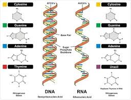 rna definition structure types