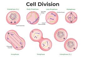 Cell Division Mitosis And Meiosis