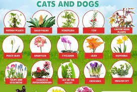 what is poisonous to dogs in the garden