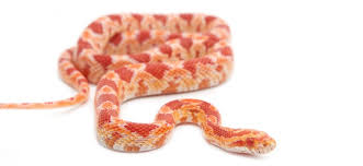 albino corn snakes for beginners care