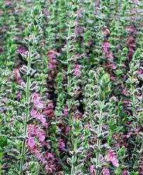 Teucrium chamaedrys at San Marcos Growers