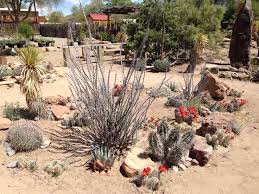 Cacti Garden At Great Outdoors Nursery
