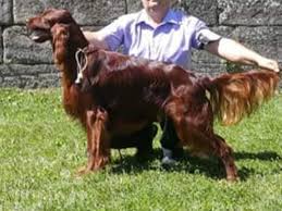 Our dogs excel in classic breed type, health, good temperaments, and natural hunting ability. Candy Irish Setter Puppy For Sale Euro Puppy