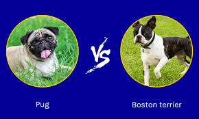 oldest pug vs oldest boston terrier