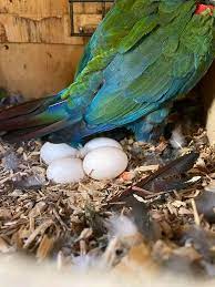 blue throated macaw eggs worldwide