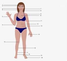 Find & download free graphic resources for female body. Human Body Cartoon Female Women Body Vector Png Transparent Png Kindpng