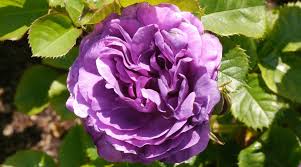 21 stunning purple and lilac colored roses