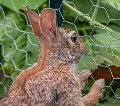How to Keep Rabbits Out of the Garden | Rabbit Fences – Bonnie Plants