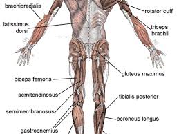 Here we explain the major muscles of the human body. Human Muscular System What S The Busiest Muscle In The Body Owlcation