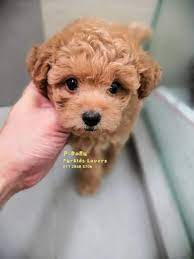 available puppies pudoru teddy poodle