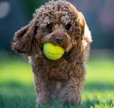 cavapoo puppies and dogs in hshire