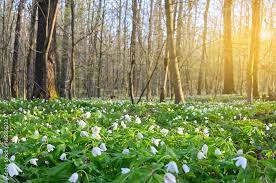 Spring forest meadow covered with flowering white anemones at sunset. Beautiful springtime scenery. Stock Photo | Adobe Stock