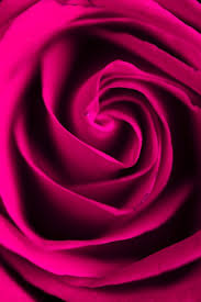dark pink rose images free