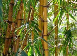 How To Plant Grow And Care For Bamboo