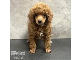 toy poodle dog female red 4215591