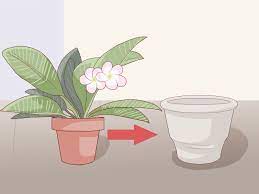 how to grow a plumeria with pictures