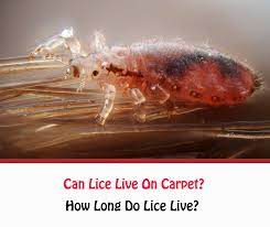can lice live on carpet