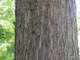 red maple identification leaves bark