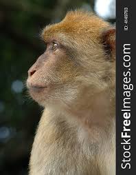 funny monkey free stock images