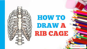 Choose from 60 top rib cage stock illustrations from istock. How To Draw A Rib Cage In A Few Easy Steps Drawing Tutorial For Kids And Beginners Youtube