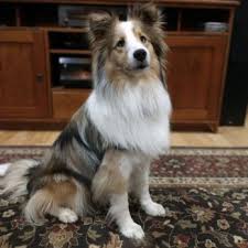 sheltie blessings request information
