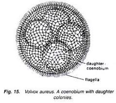 Morphology Of Volvox With Diagram Algae