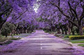 Discover these purple flowering plants with a royal color, including petunias, larkspur, and clematis. Where To Find The Best Jacarandas Travel Australia Delicious Com Au