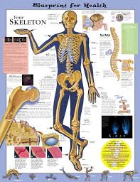 Blueprint For Health Your Skeleton Anatomical Chart