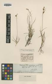 Carex liparocarpos Gaudin — Google Arts & Culture