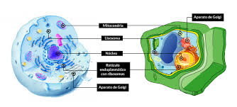 células eucariotas características