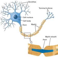 Sistem saraf merupakan sistem koordinasi (pengaturan tubuh) berupa penghantaran impul saraf ke susunan saraf pusat, pemrosesan impul saraf dan perintah untuk memberi tanggapan rangsangan. Sistem Saraf Pada Manusia Pdf Free Download