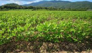 groundnut plant all you need to know