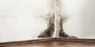 how to check for mold in your house