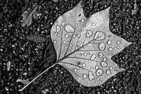 water droplets on leaf monochrome hd