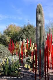 the desert botanical garden in phoenix