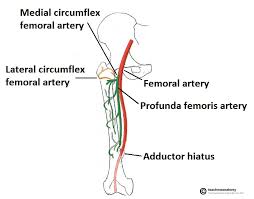 The three major types of blood vessels: Arteries Of The Lower Limb Thigh Leg Foot Teachmeanatomy